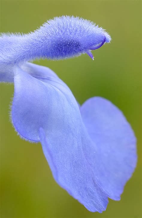 Blue Sage Prairie Garden Trust