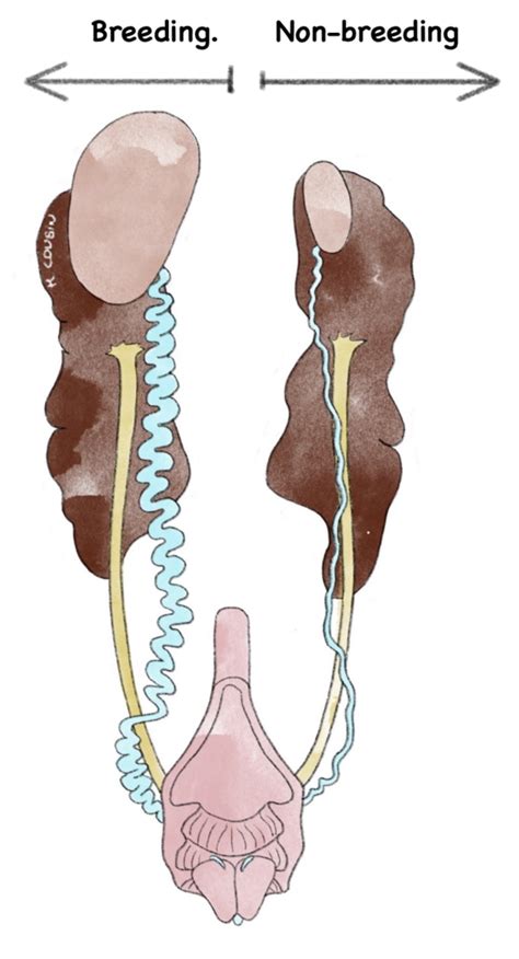 Rooster Reproductive Anatomy Diagram Quizlet