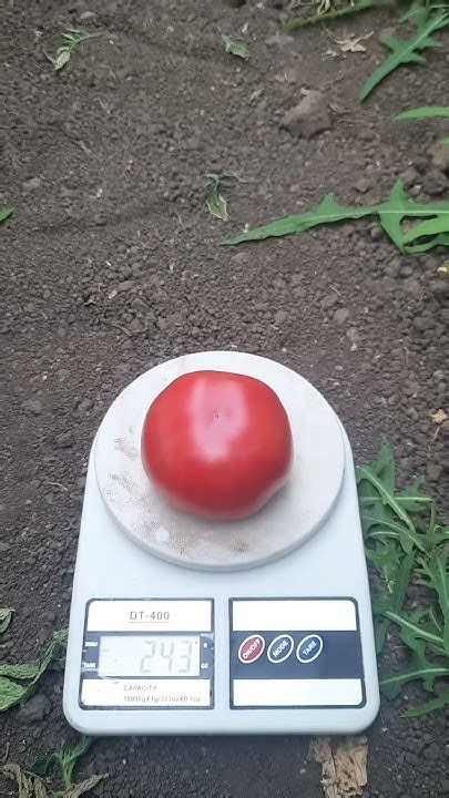 Томат рожевий Малдуо - YouTube