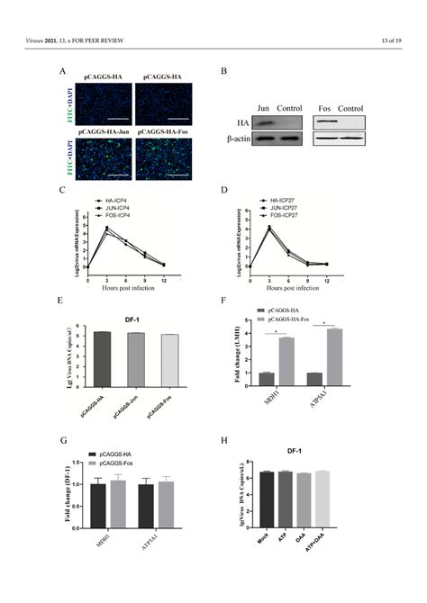 Effect Of Fos Jun Overexpression On Iltv Replication In Df Cells