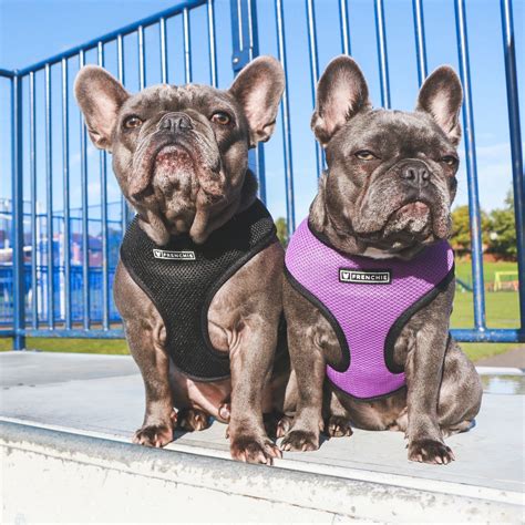 Julius French Bulldog Harness - Frenchiestore Reversible Dog Health Harness | Livin' La