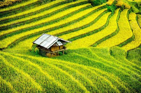 Rice Fields On Terraced Of Mu Cang Chai Vietnam 1347550 Stock Photo At