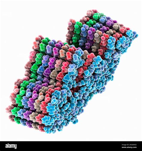 al amyloid fibril   lambda light chain molecular model image