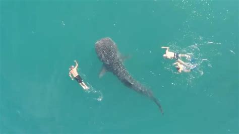 Бесстрашные. В Мексике туристы плавали рядом с огромной акулой — видео