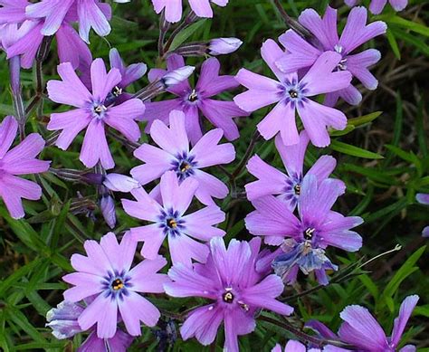 Phlox Subulata Purple Beauty Kallima Alpines All