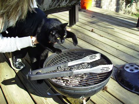 Grilling Cat Weaver Wants To Learn How To Grill Wes Chapman Flickr