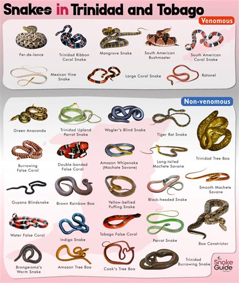 List Of Common Venomous And Non Venomous Snakes In Trinidad And Tobago