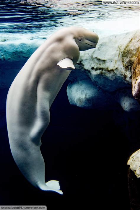 beluga whales freshwater