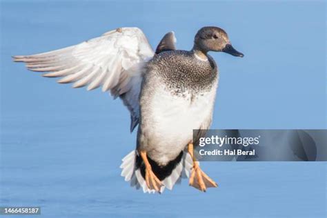 Gadwall Duck Flight Photos And Premium High Res Pictures Getty Images