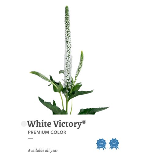 Fresh Flowers - Veronica - Victoria's Blossom INC
