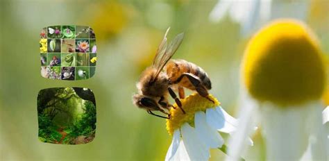 Proteger Las Abejas Y Otros Polinizadores Es Proteger La Vida En El Planeta