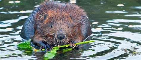 Wildlife In New York Types Of New Yorker Animals A Z Animals