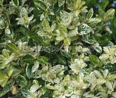 Euonymus Planting And Care Species And Varieties Best Landscape Ideas