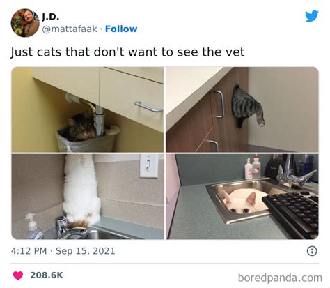 50 Of The Most Hilarious Cat Tweets Ever To Make You And Your Cat Laugh