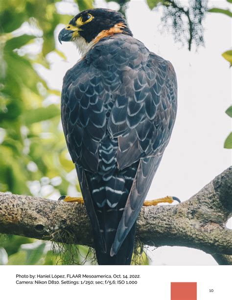 Orange Breasted Falcon Falco Deiroleucus Flaar Mesoamerica