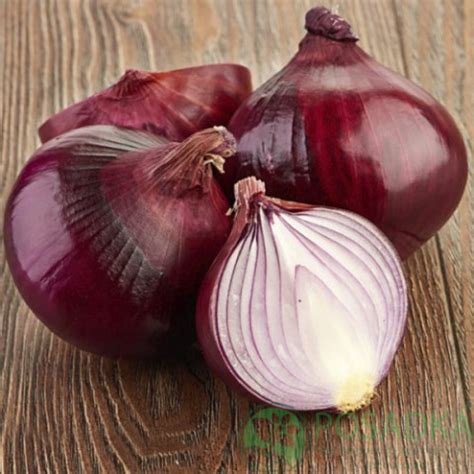 Семена Лук Радуга (красный) - купить в Украине