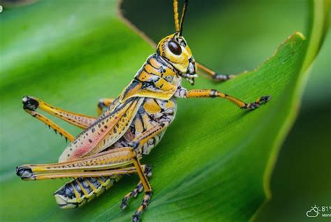 Grasshopper (Caelifera) | Top Details, Characteristics & Amazing Facts | Nature Info