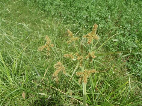 Plants in Egypt: Marsh plants