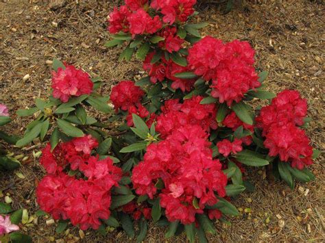 Саженцы рододендрона владислав ягелло купить в Москве по цене от 2900 ...