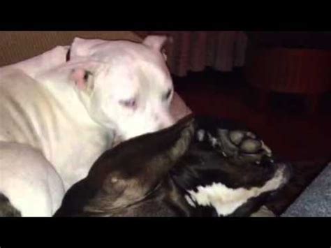 Pitbull Porn YouTube
