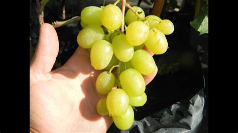 Виноград Мускат Диевский (Grapes Muskat Diyevskiy) 2015 - YouTube