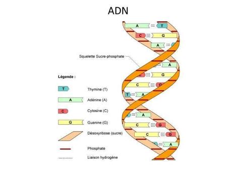 DNA là gì Những thông tin quan trọng cần biết về DNA