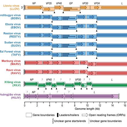 Filoviridae. Phylogenetic relationships of filoviruses.... | Download ...