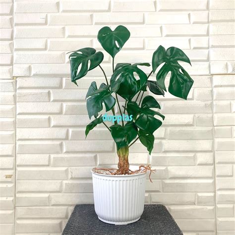 Jual Pohon Daun Monstera Akar X Latex Artificial Pot Strip Doff