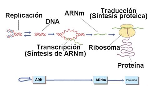 BIOSÍNTESIS DE PROTEÍNAS Mapa Mental