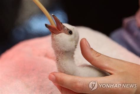 가뭄 속 버림받은 남아공 꼬마홍학 새끼 2천마리 구조 세계일보