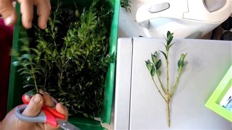 Самшит,черенкуем. - YouTube