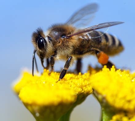 detail lebah  lebah madu  latin apis mellifera foto stok