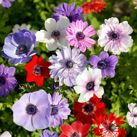 Anemonen-Mischung ‘De Caen’ kaufen? | The Blooming Company