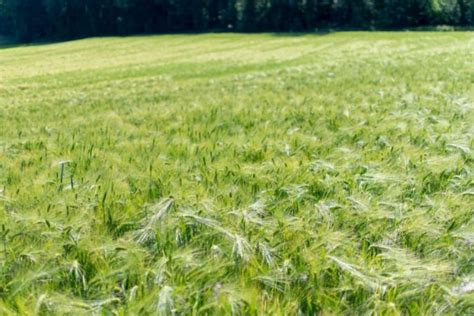 Region Wohlen im Frühling