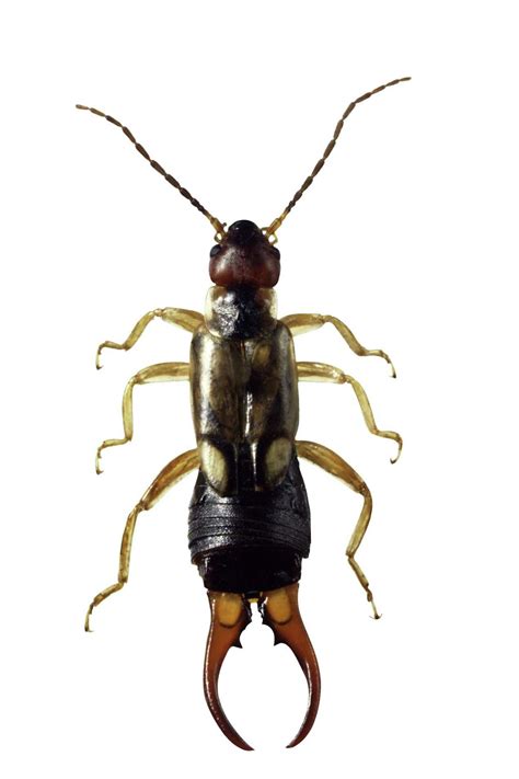 how to get rid of earwigs from house 4