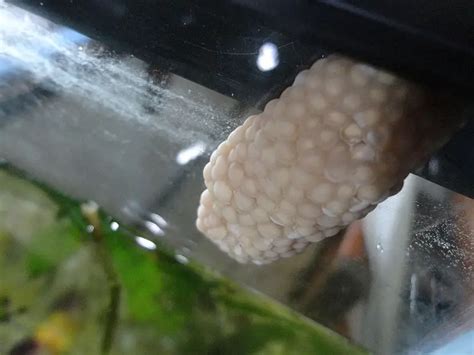 What To Do If My Mystery Snail Lays Eggs Pet Fish Online