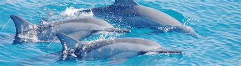 Activities And Tours Oahu Royal Star Hawaii
