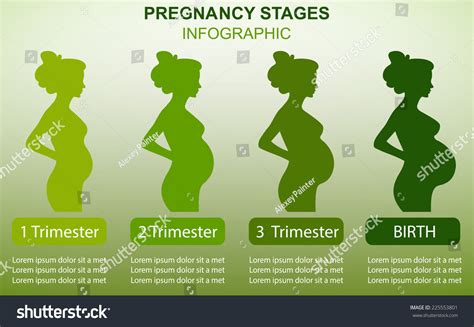 Pregnancy Birth Infographics Pregnancy Stages Vector Stock Vector