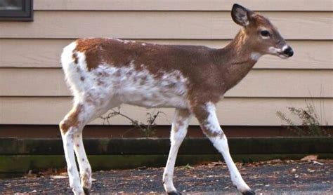 Piebald Deer: Genetics, Behavior, and Powerful Images 2025 - Deer Donkey