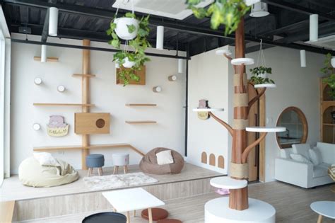 Qu N C Ph M O C A Hot Streamer Linh Ng C M Gi I C U V Ch A Tr Cho C C B M O Hoang L P