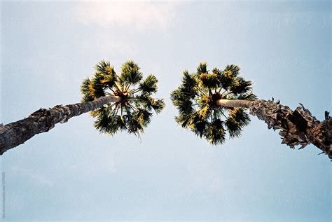 Palm Trees By Stocksy Contributor Sam Burton Stocksy