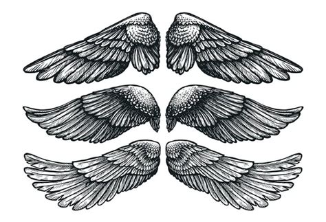 Wings Set Sketch Hand Drawn Heraldic Bird Angel Wings Vector Stock