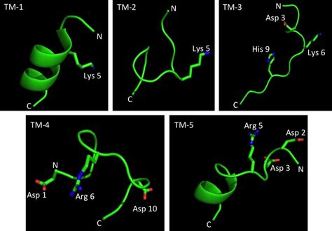 D Structural Analysis Of The Five Trans Tm Peptides Structures Were