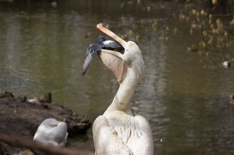 Пеликан: жрет всё как пылесос, в топку идут даже голуби