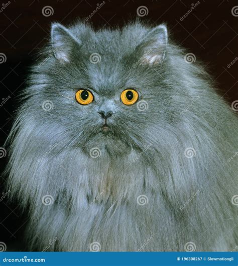 Blue Persian Domestic Cat, Portrait of Adult Stock Image - Image of