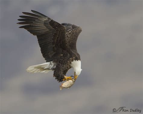 20 Bald Eagles Diet - dfposts