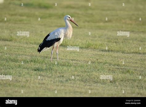 Storch storch storch storch hi-res stock photography and images - Alamy