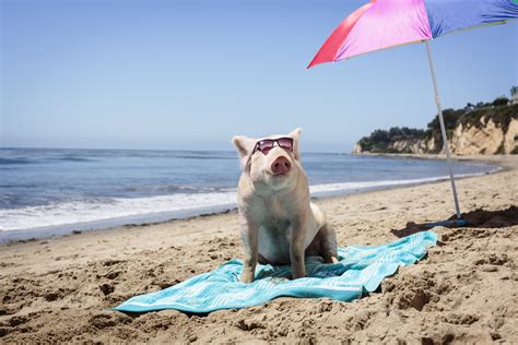 Naked Turtle My Friends Call Me Anf