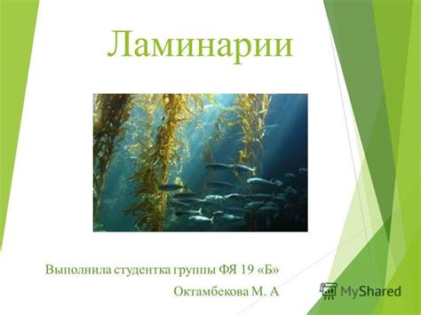 Презентация на тему: "Ламинарии ". Скачать бесплатно и без регистрации.