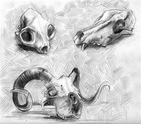 animal skulls by GeoStn82 on DeviantArt